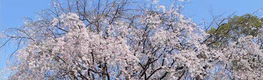 しだれ桜：春