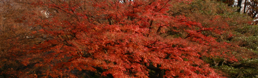 紅葉した楓：秋